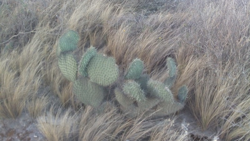 Opuntia huajuapensis photo 7