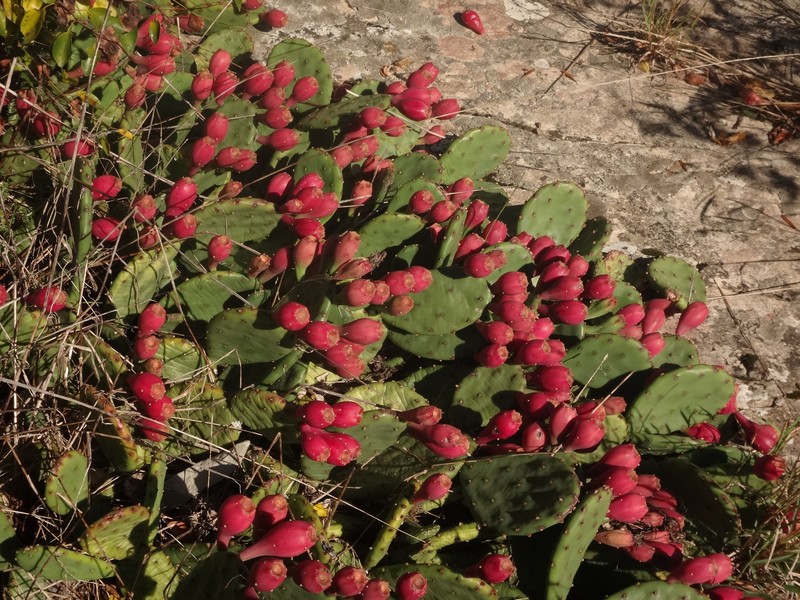 Devil's-Tongue