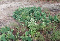 Turban Prickly Pear