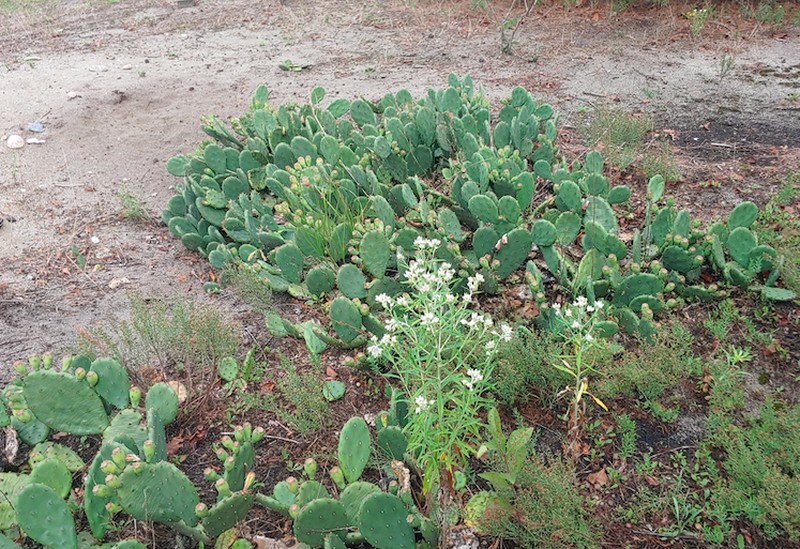 Turban Prickly Pear photo 3