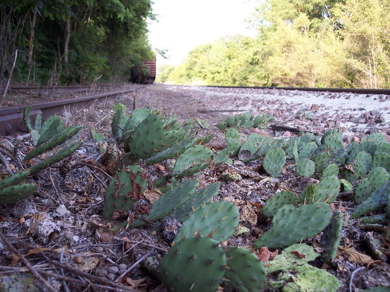 Turban Prickly Pear photo 4