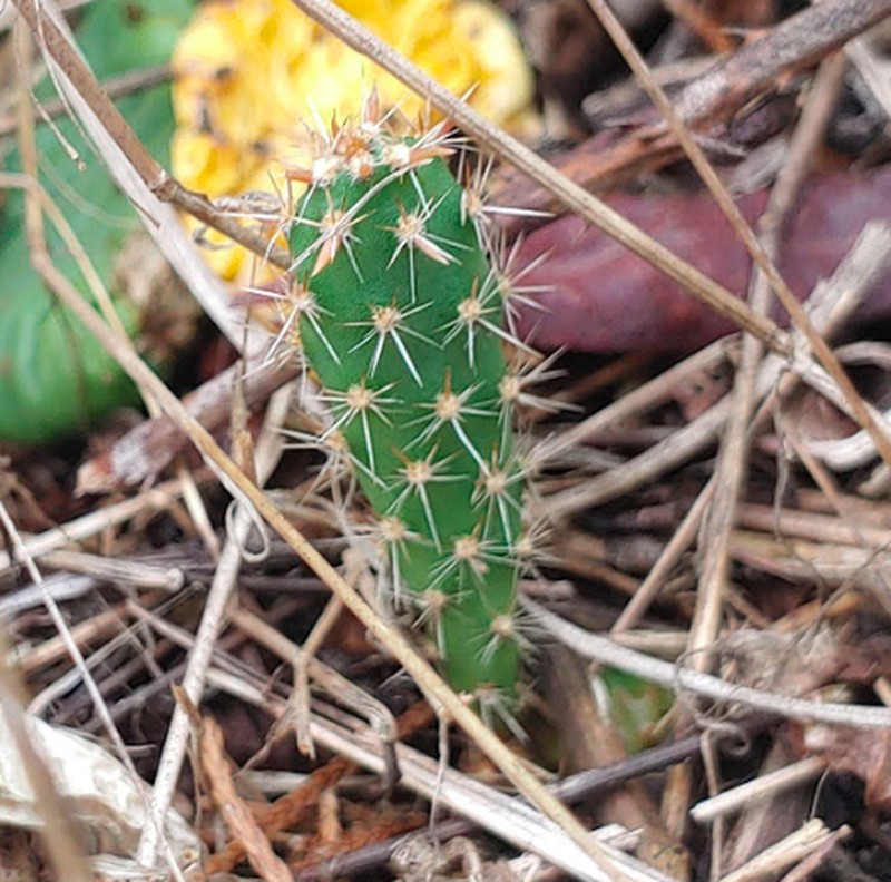 Turban Prickly Pear photo 6