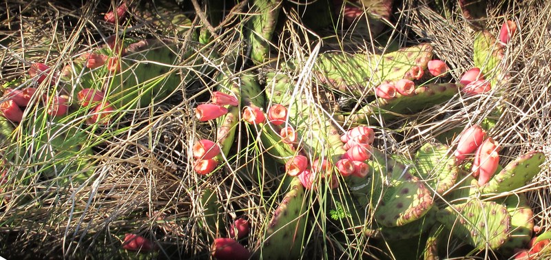 Turban Prickly Pear photo 8