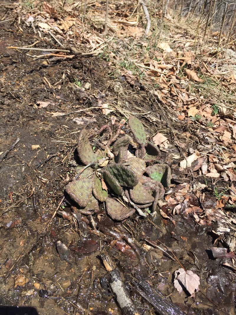 Devil's-Tongue photo 6