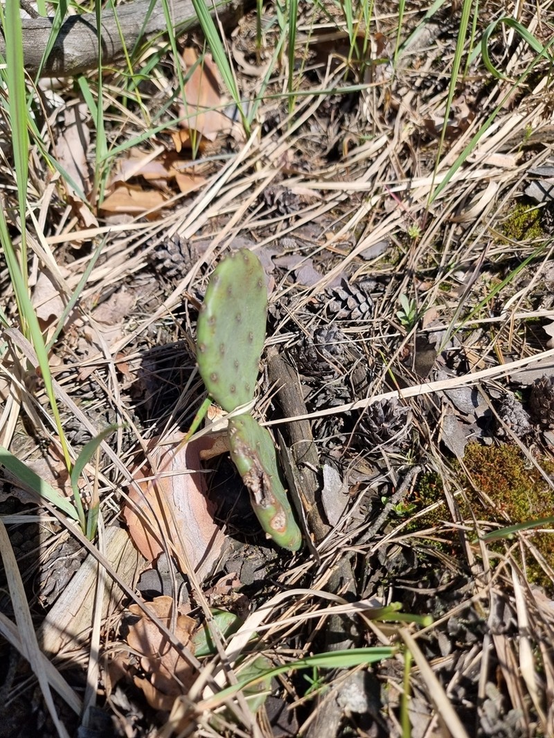 Devil's-Tongue photo 7