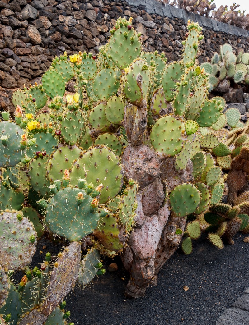 Opuntia hyptiacantha