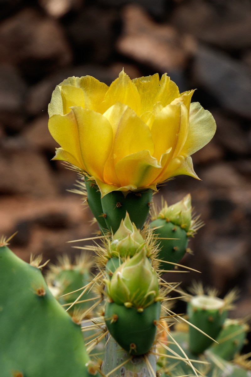 Opuntia hyptiacantha photo 2
