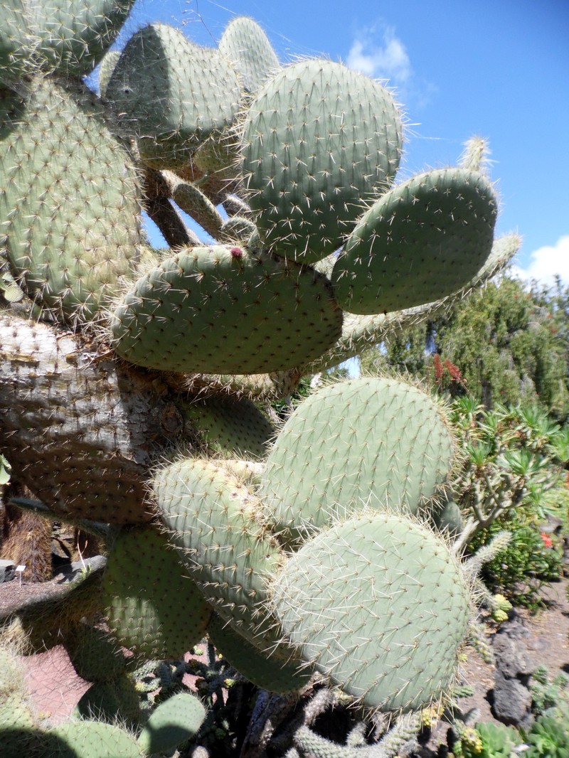 Opuntia hyptiacantha photo 3