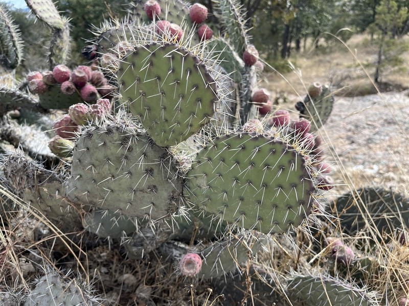 Opuntia hyptiacantha photo 4