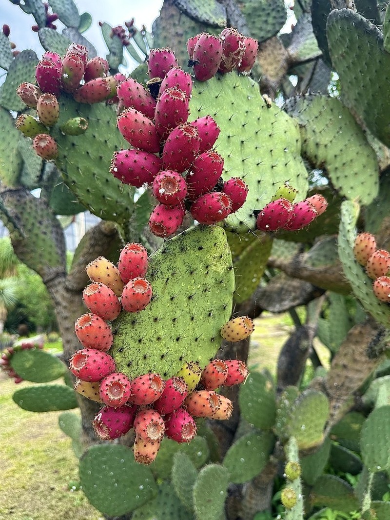 Opuntia hyptiacantha photo 5