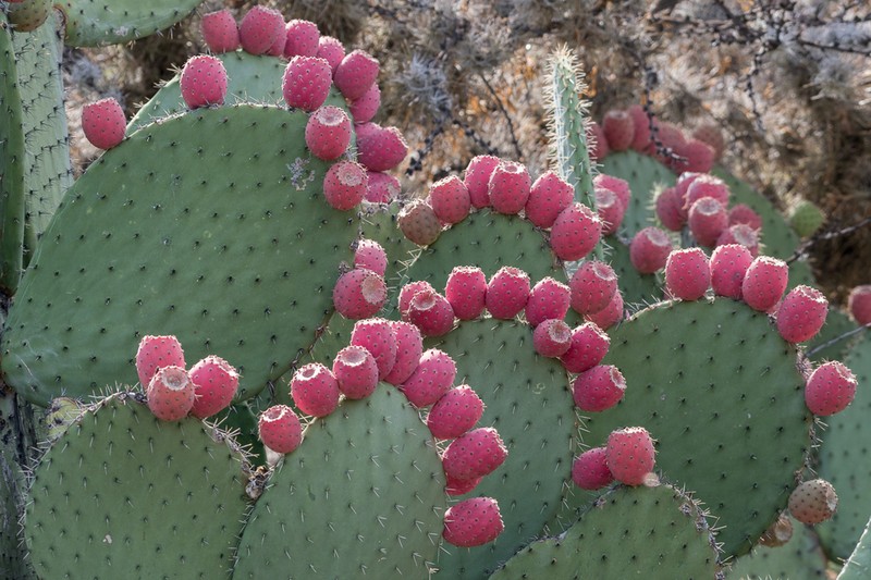 Opuntia hyptiacantha photo 6
