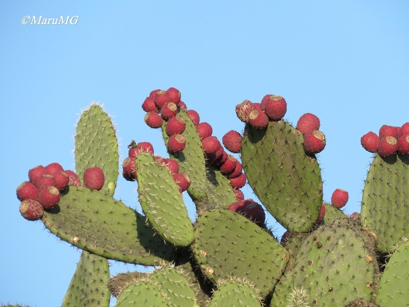 Opuntia hyptiacantha photo 7