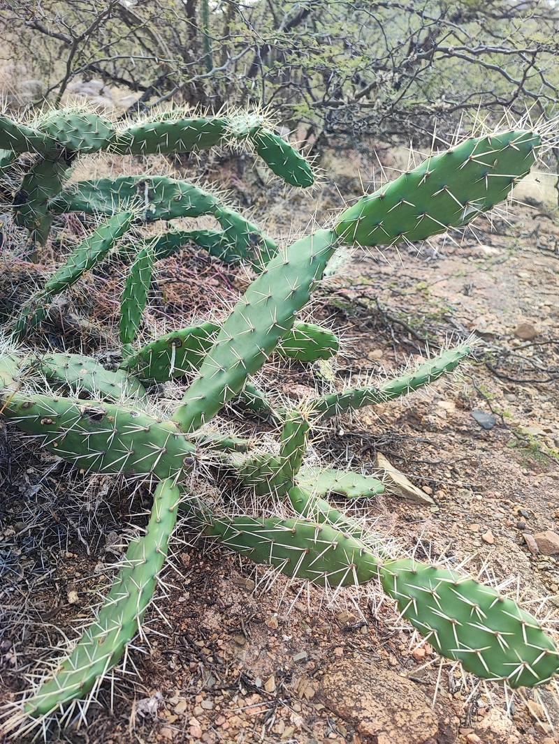 Opuntia inaequilateralis photo 2