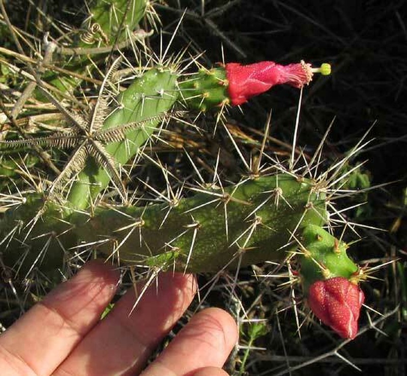 Opuntia inaperta