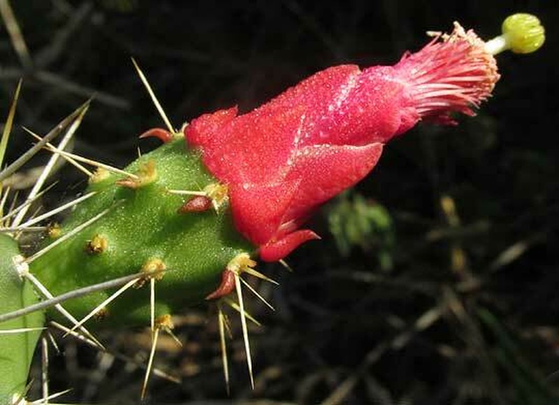 Opuntia inaperta photo 2