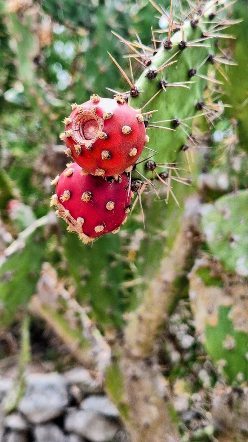 Opuntia inaperta photo 3