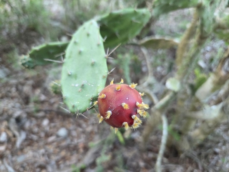 Opuntia inaperta photo 4