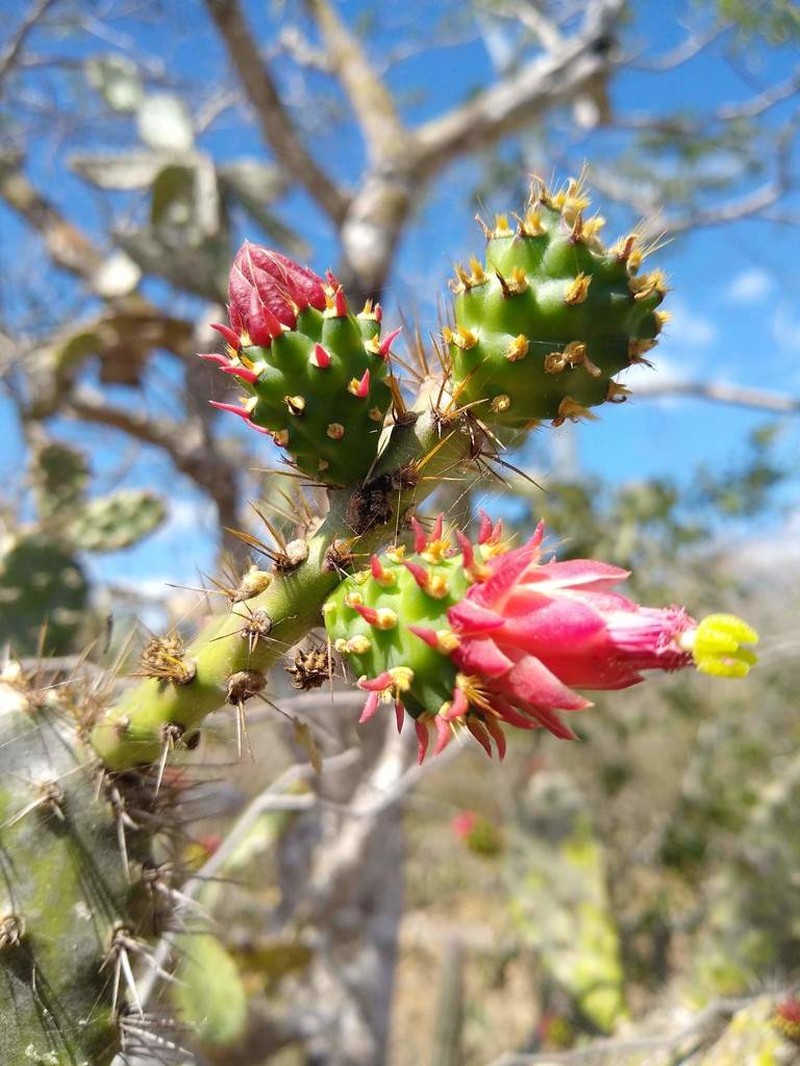 Opuntia inaperta photo 5