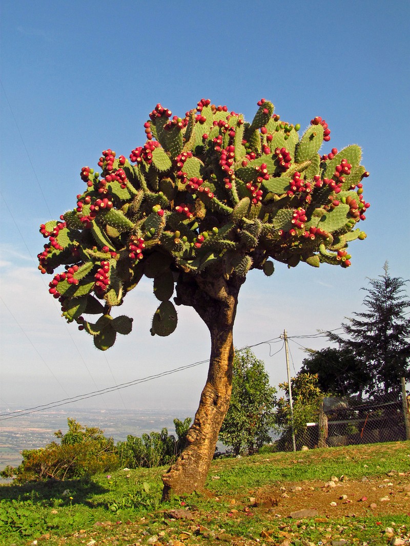 Opuntia jaliscana
