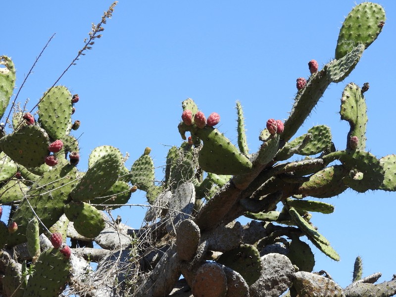 Opuntia jaliscana photo 2