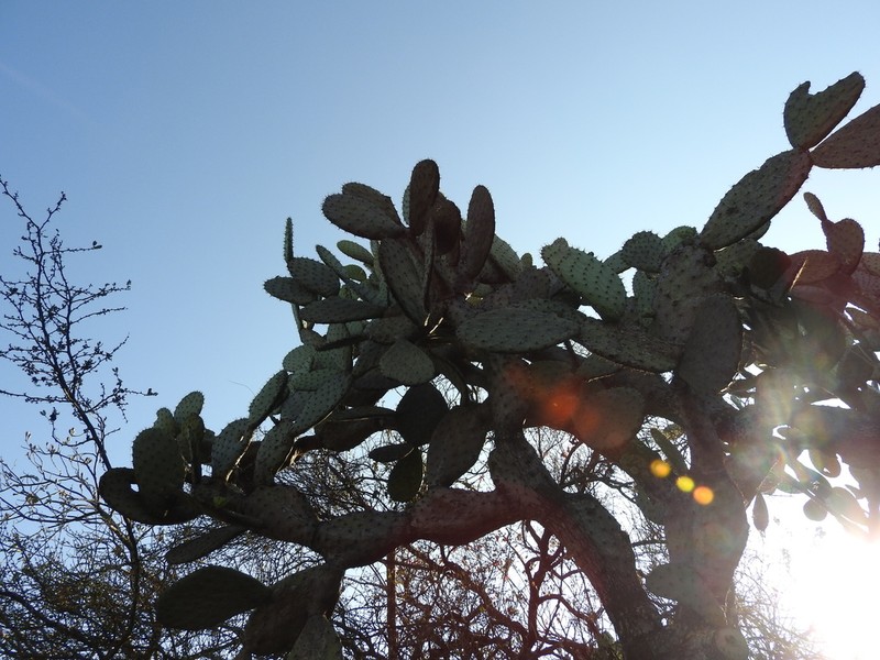 Opuntia jaliscana photo 3