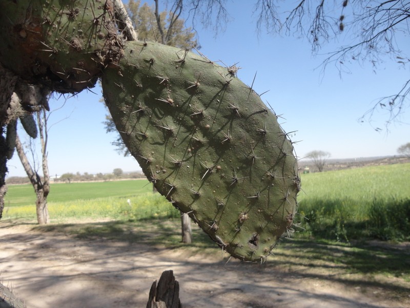 Opuntia jaliscana photo 4