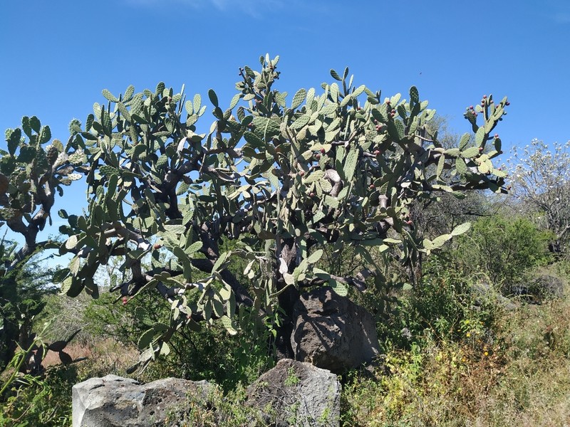 Opuntia jaliscana photo 5