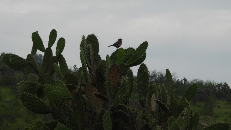 Opuntia jaliscana photo 6