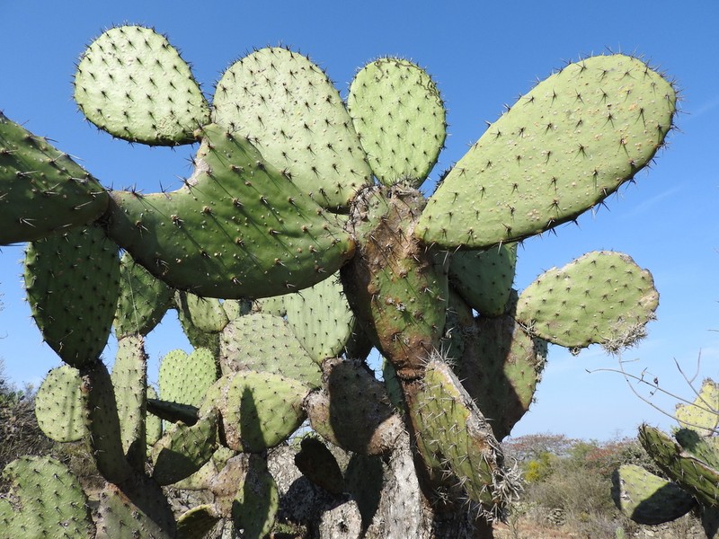 Opuntia jaliscana photo 7