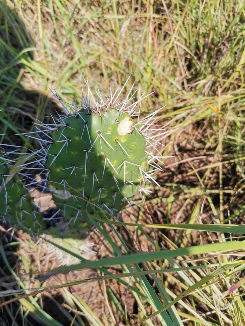 Opuntia jaliscana photo 8