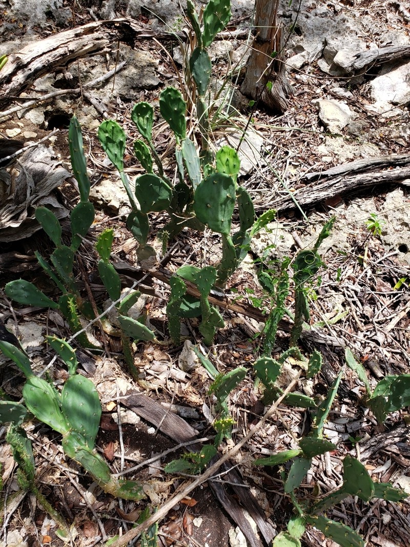 Opuntia jamaicensis
