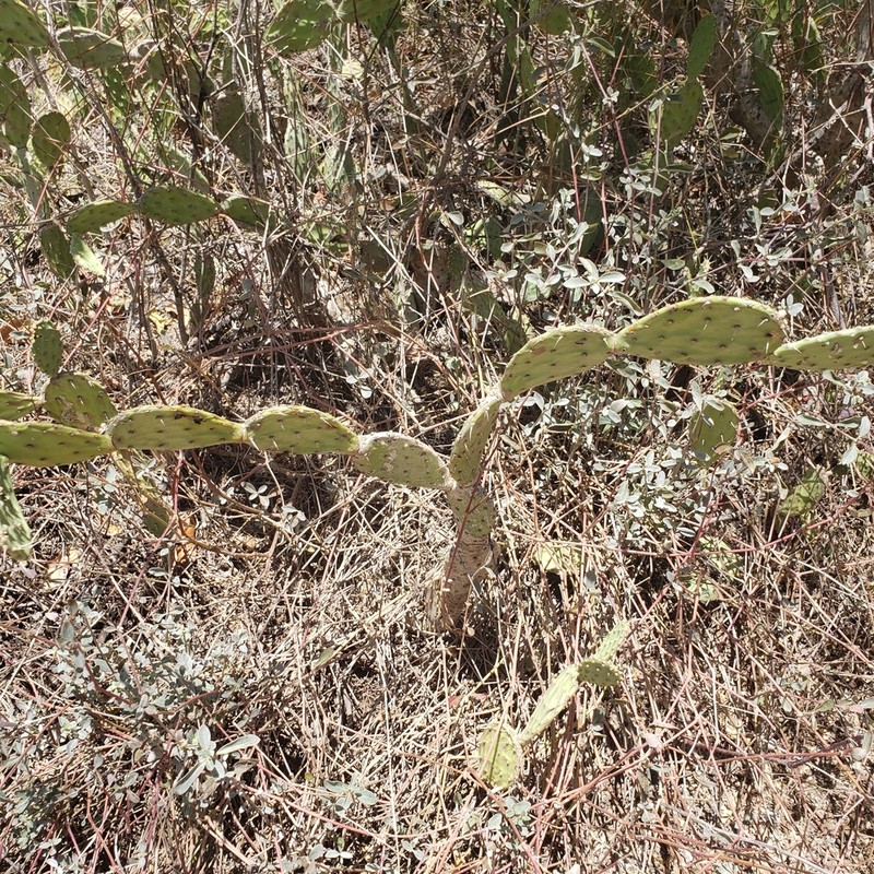 Opuntia jamaicensis photo 2