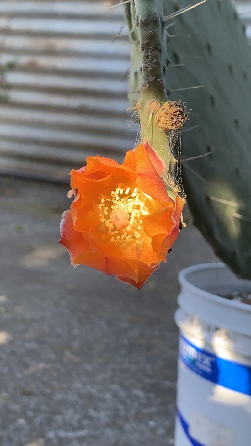 Opuntia jamaicensis photo 3