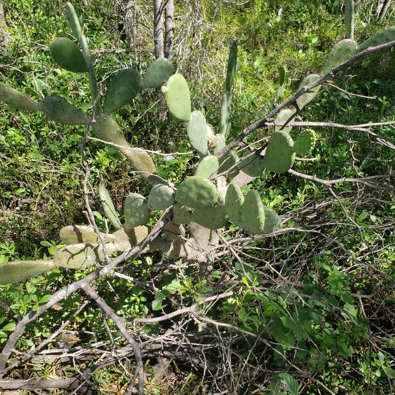 Opuntia jamaicensis photo 4