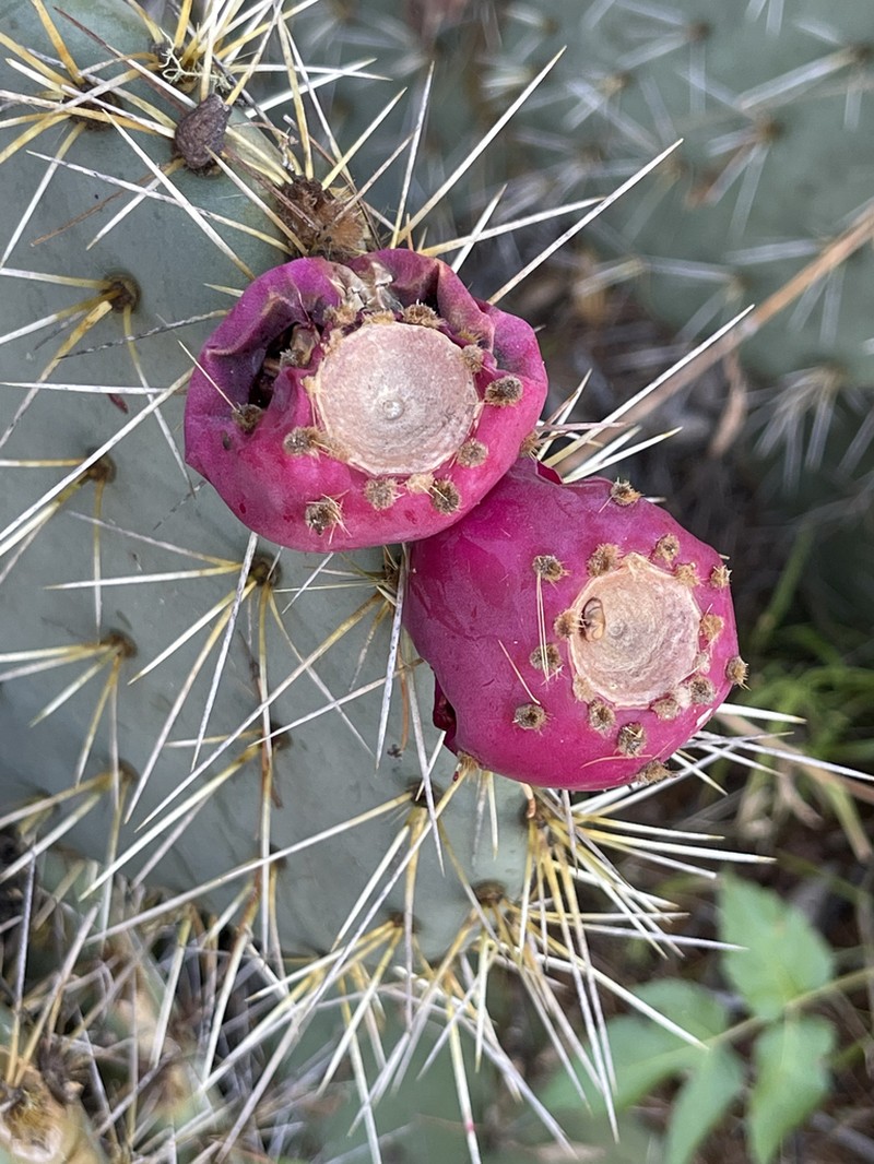 Opuntia lagunae photo 2