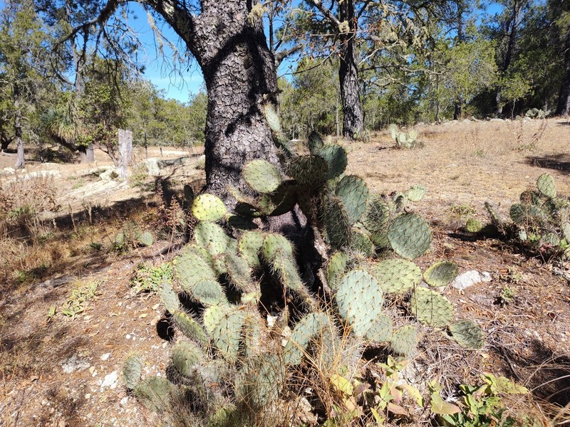Opuntia lagunae photo 3