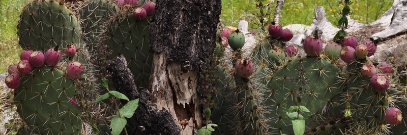 Opuntia lagunae photo 4
