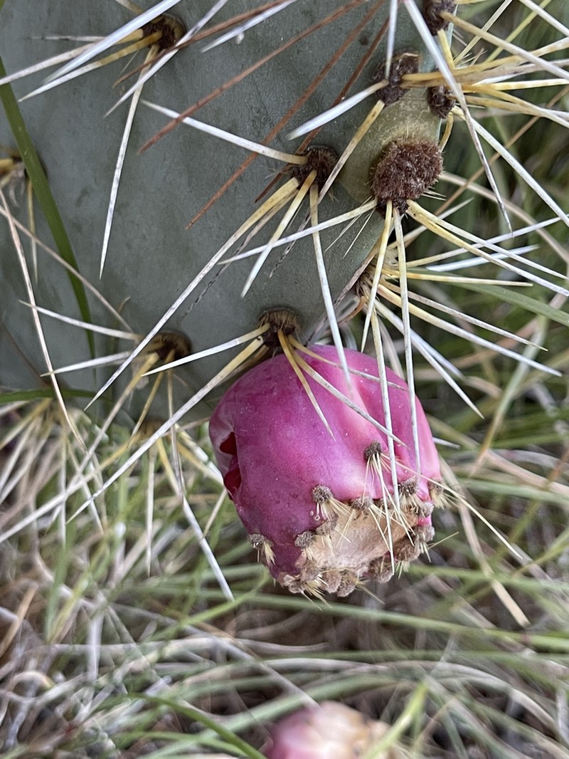 Opuntia lagunae photo 5