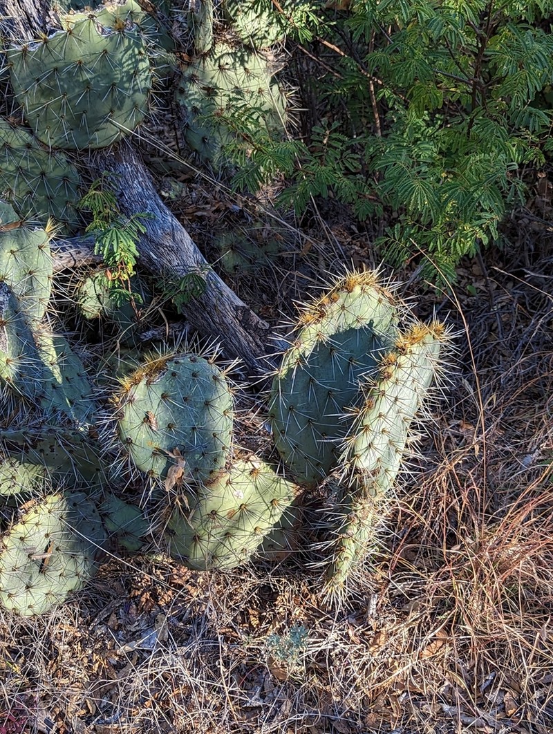 Opuntia lagunae photo 6