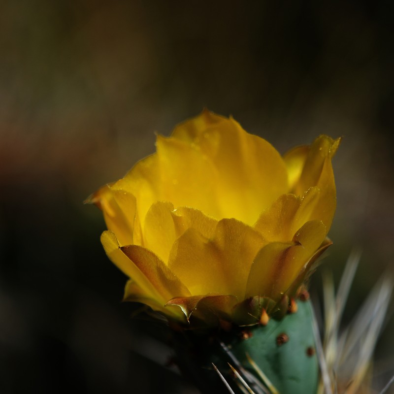 Opuntia lagunae photo 7