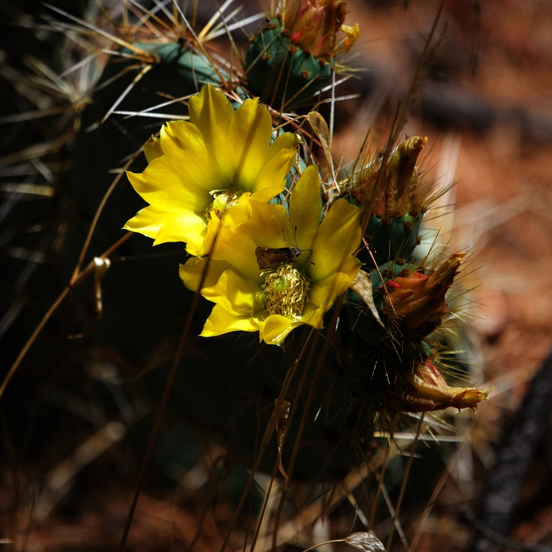 Opuntia lagunae photo 8