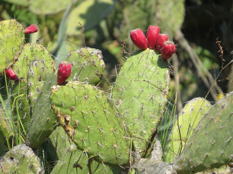 Opuntia lasiacantha