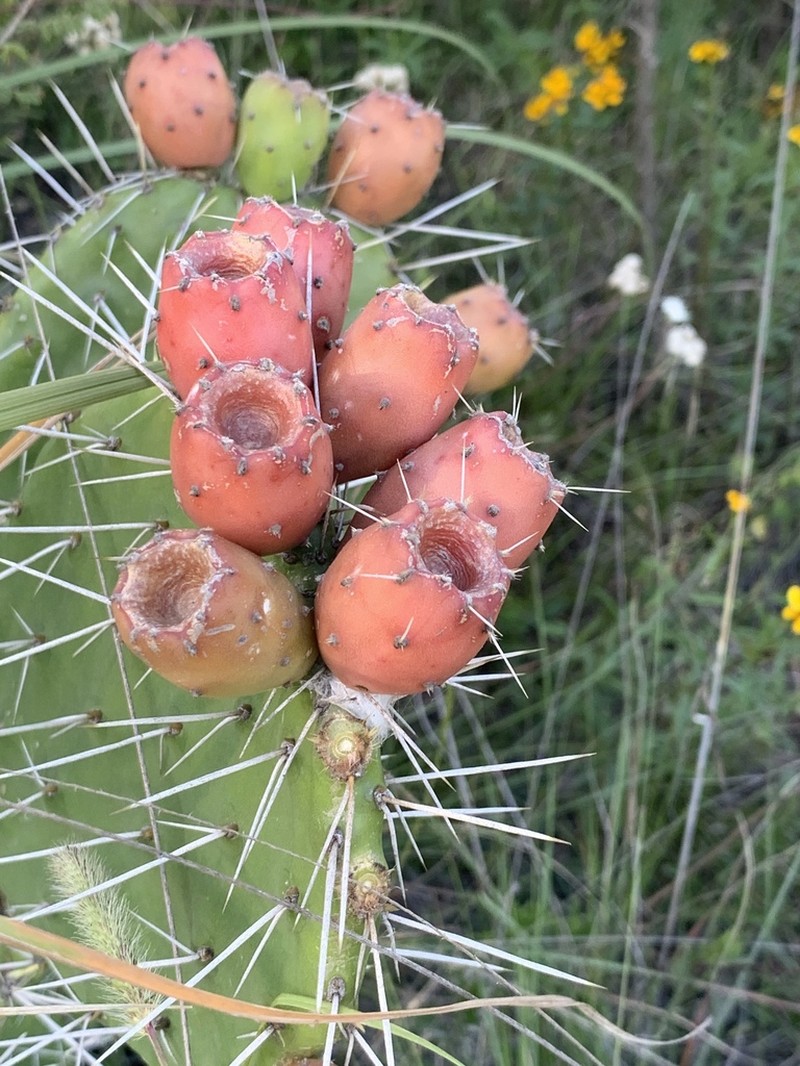 Opuntia lasiacantha photo 2
