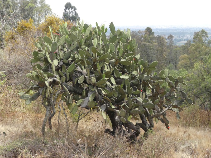 Opuntia lasiacantha photo 3