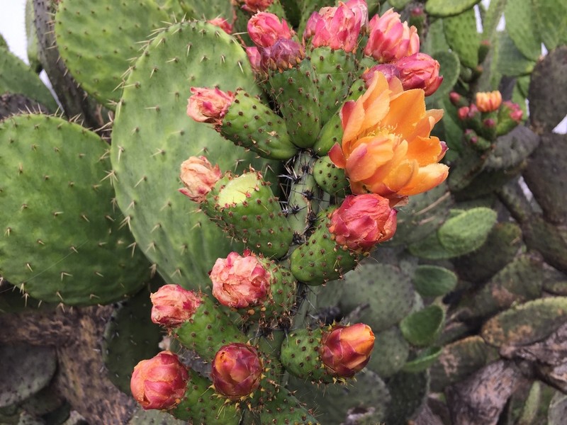 Opuntia lasiacantha photo 4