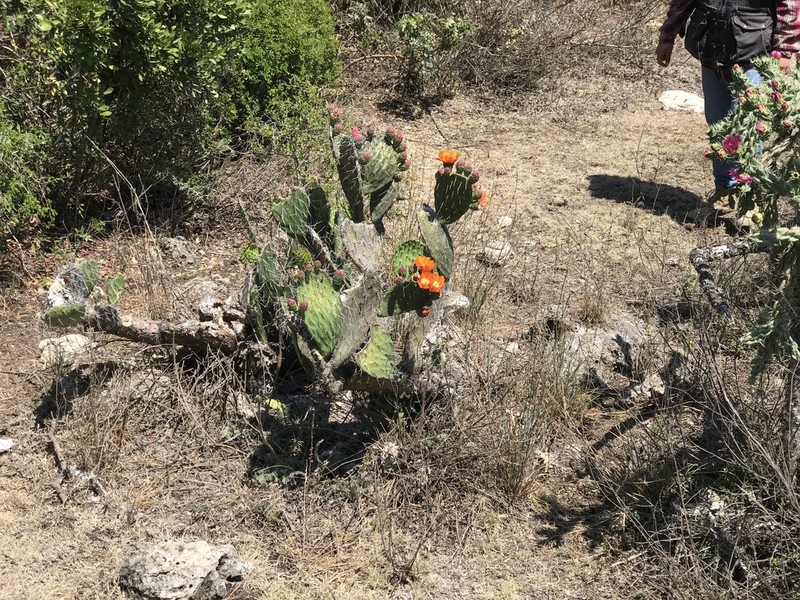 Opuntia lasiacantha photo 5