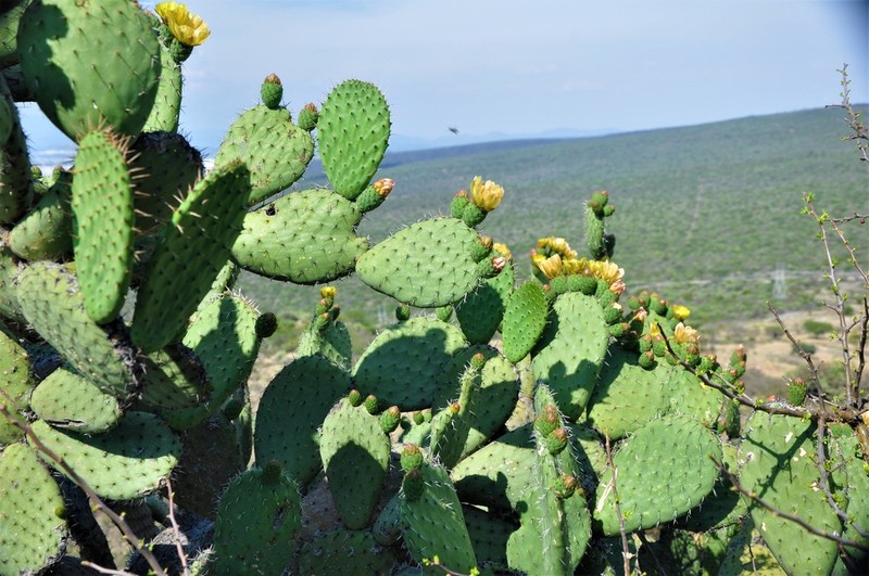 Opuntia lasiacantha photo 6