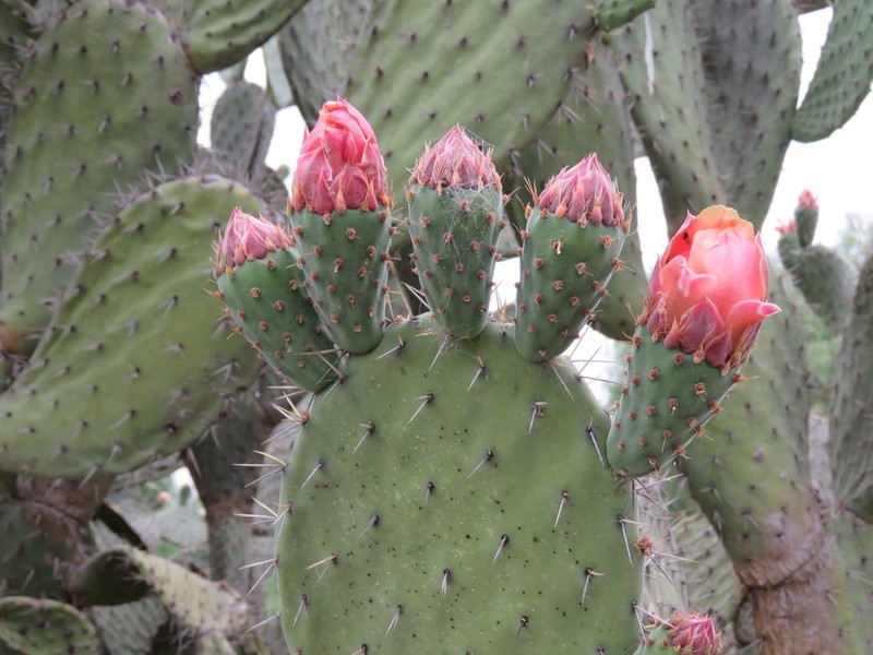 Opuntia lasiacantha photo 7