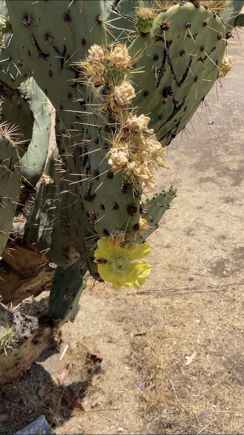 Opuntia lasiacantha photo 8