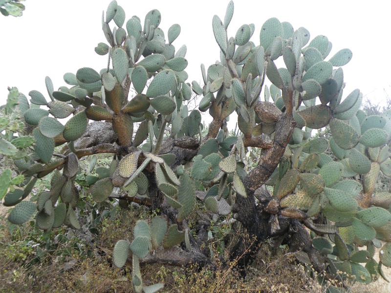 Arborescent Pricklypear photo 2